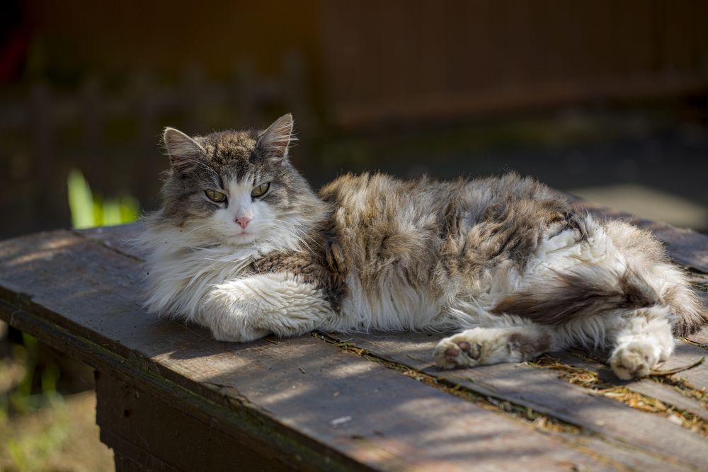 Photograph by Roman Adler