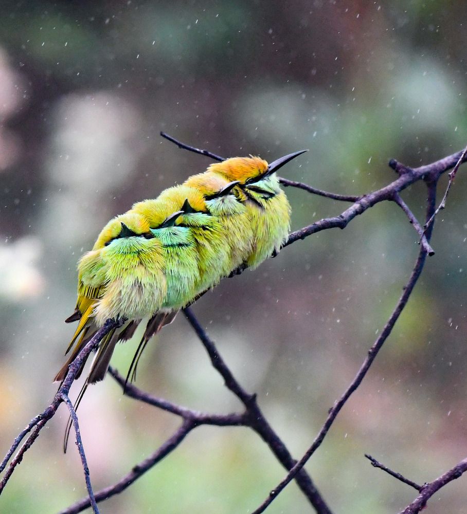 Photograph by Mahesh Yavagal