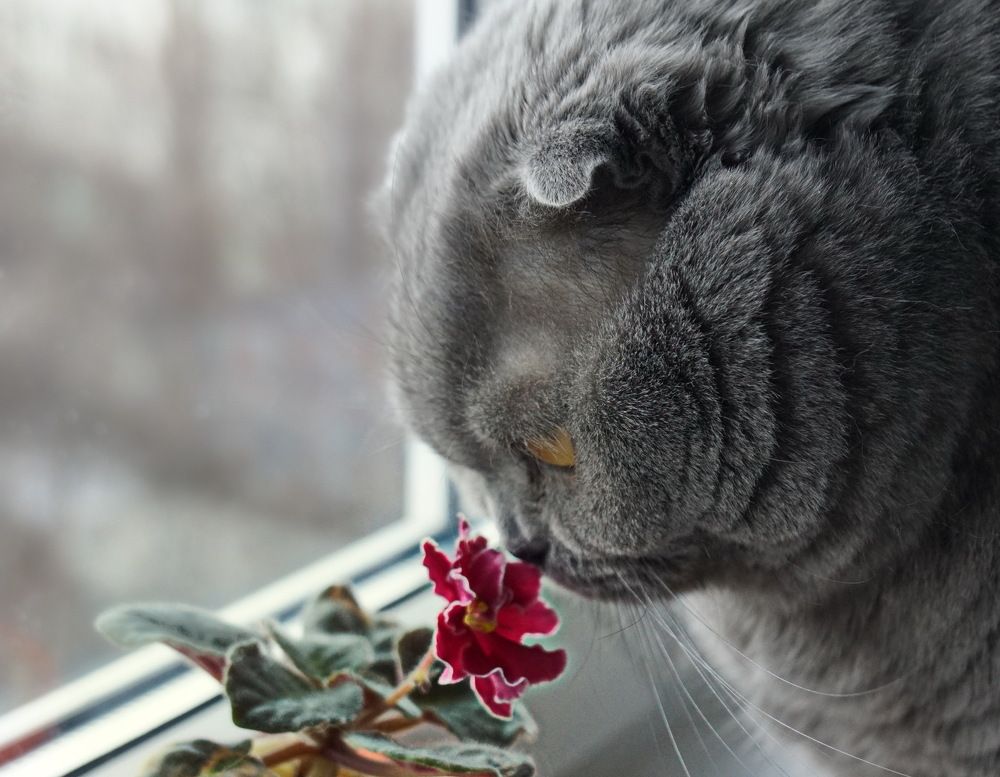 Аленький цветочек