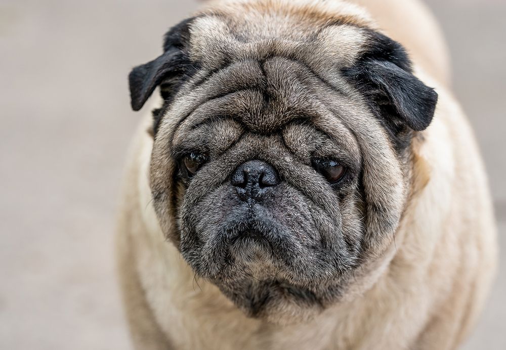 The faithful pet of  humans