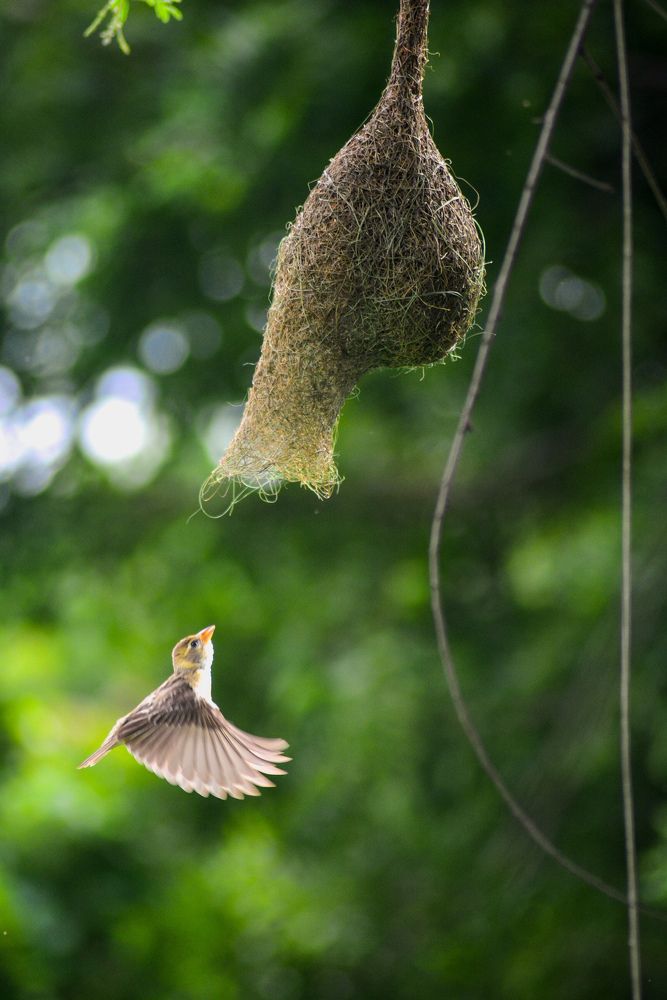Photograph by THOTA ROHITH