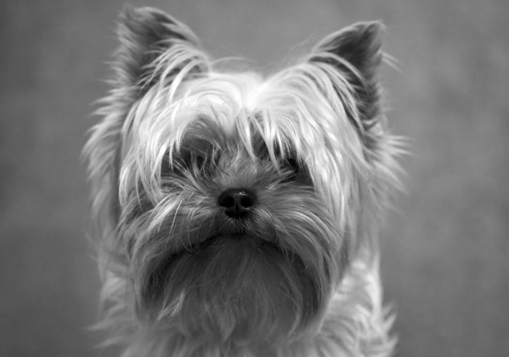 Photograph by Михаил Серебренников