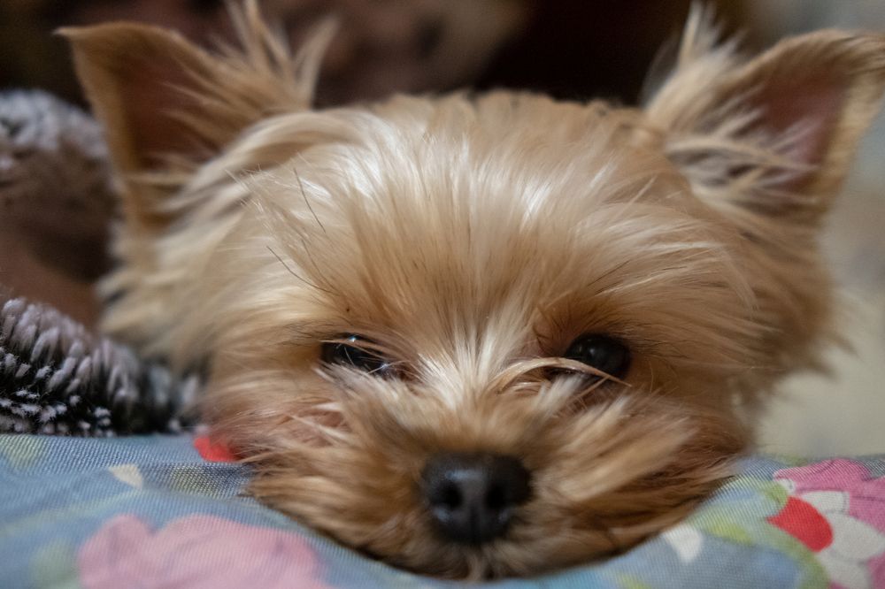 Photograph by Михаил Серебренников