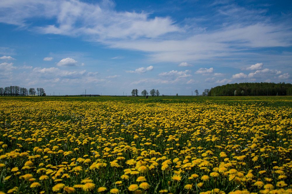 Поле одуванчиков