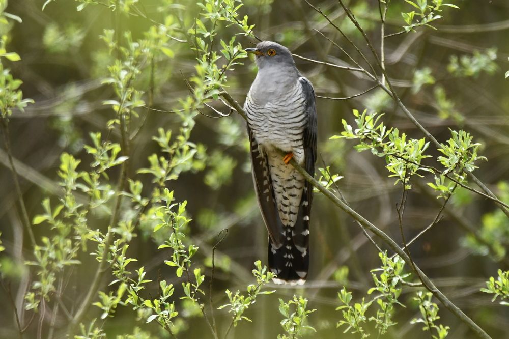 Майская Кукушка