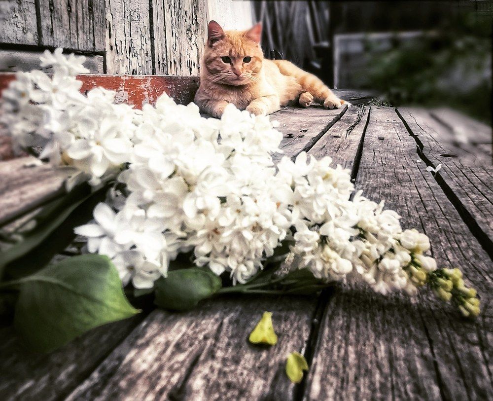 Photograph by Оксана Маракушина