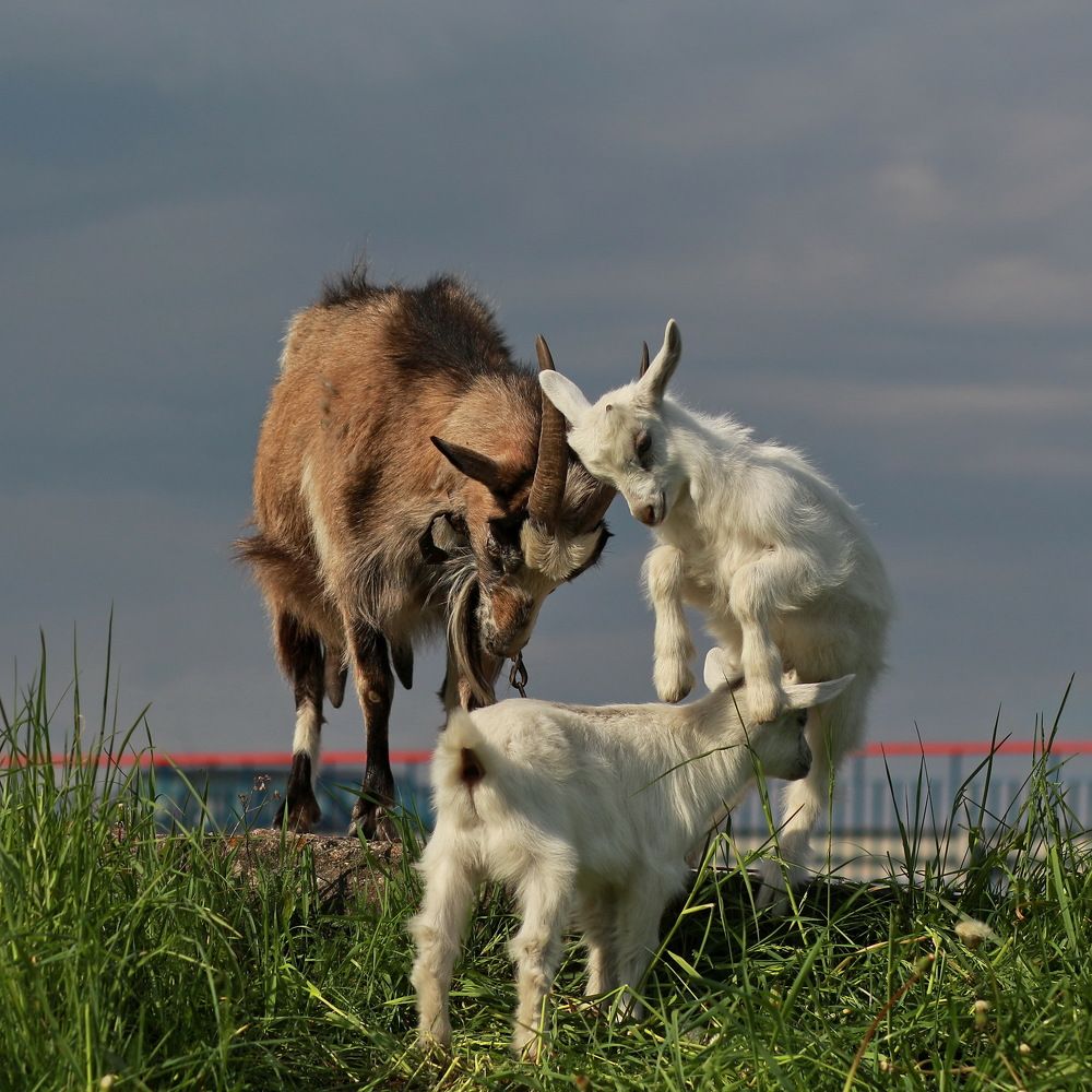 Photograph by Larisa Shuglya