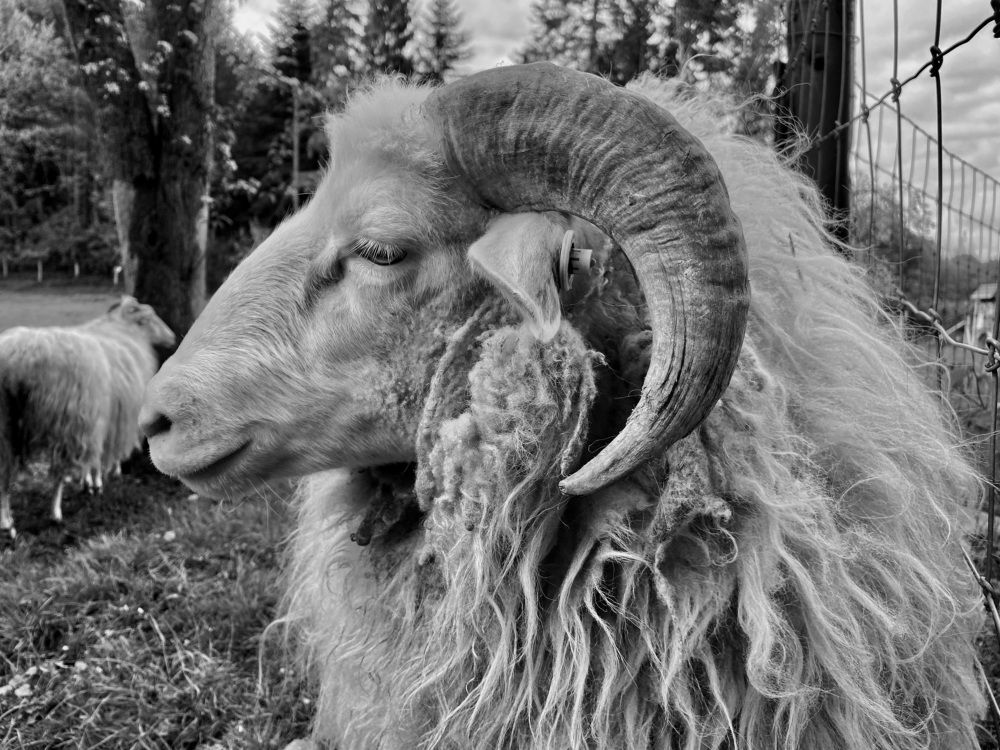 Фотография автора Ramin Ismayilov