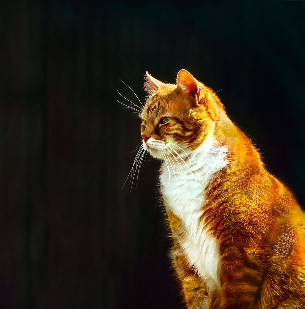 Рыжий кот
