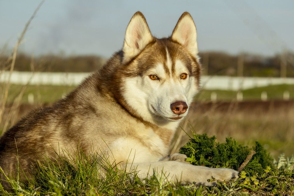 Верный друг