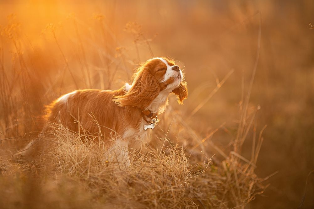Бруни весной