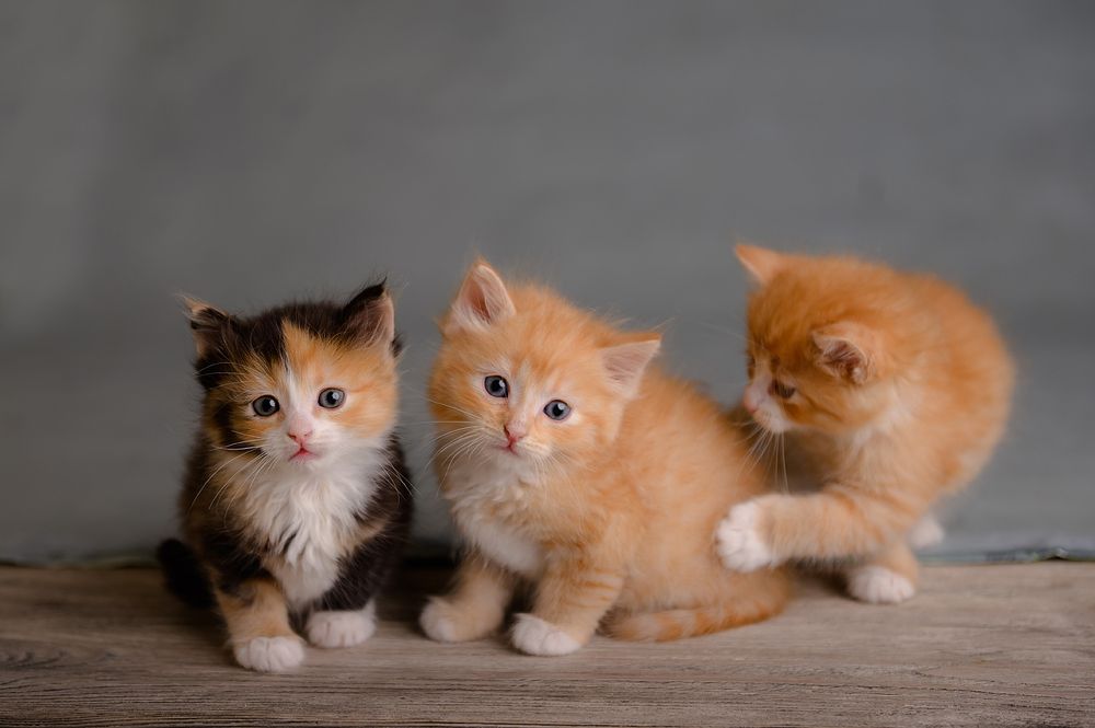 Фотография автора Яна Романова