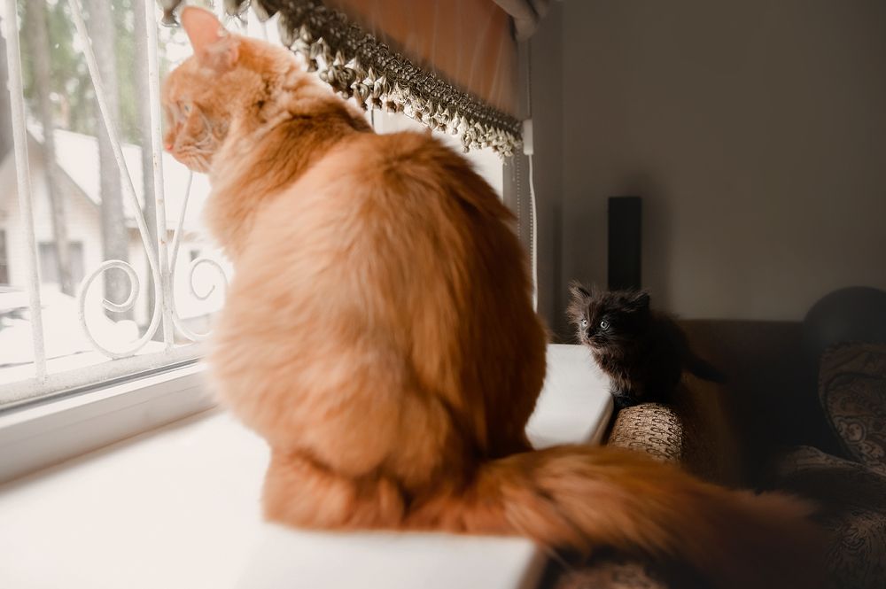 Фотография автора Яна Романова