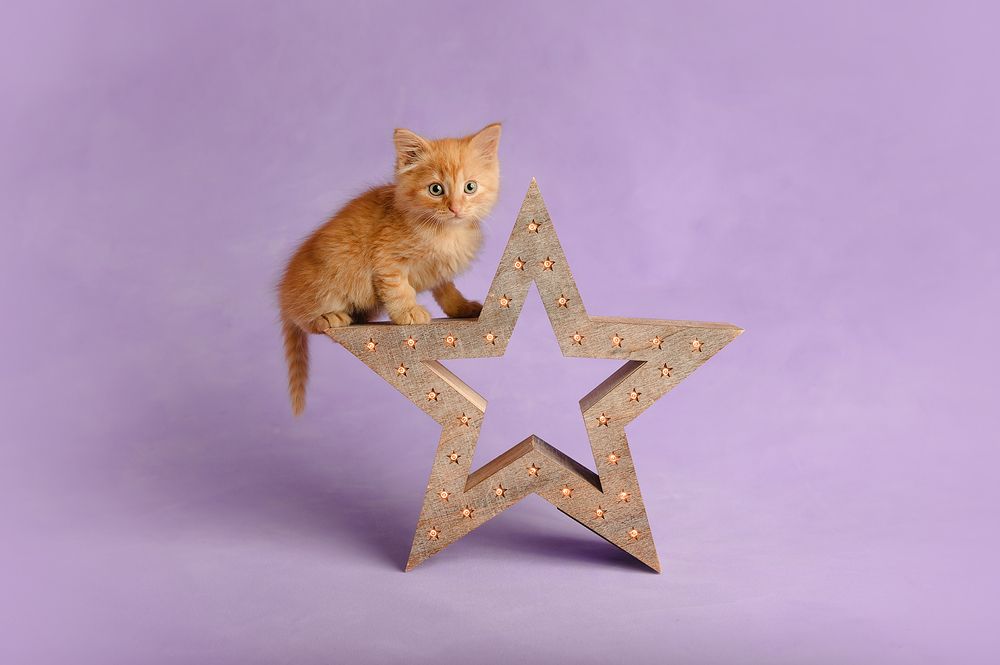 Фотография автора Яна Романова