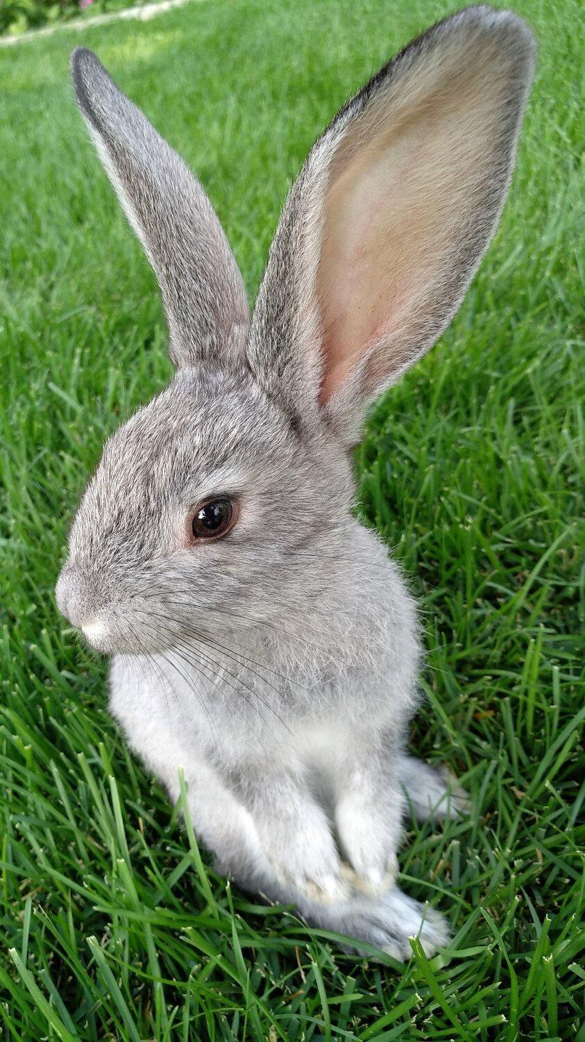 Photo #6108441