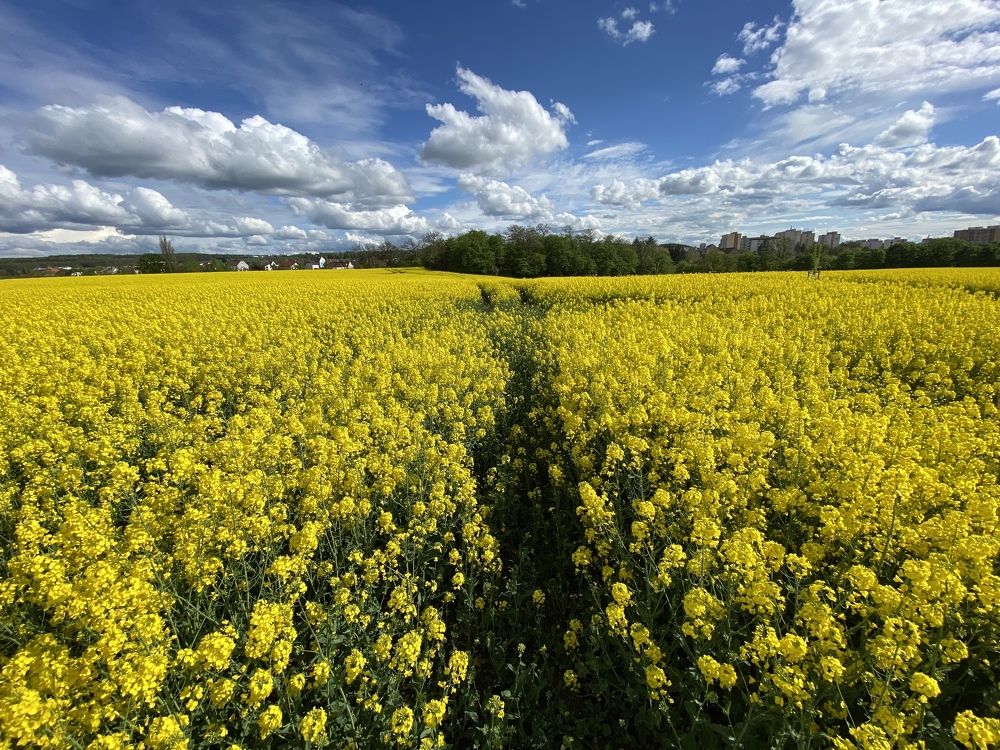 Photograph by Anita Dmytrenko