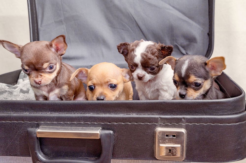 А готовы к путешествиям?