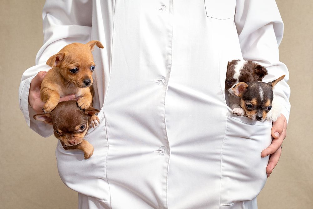 На прививку...