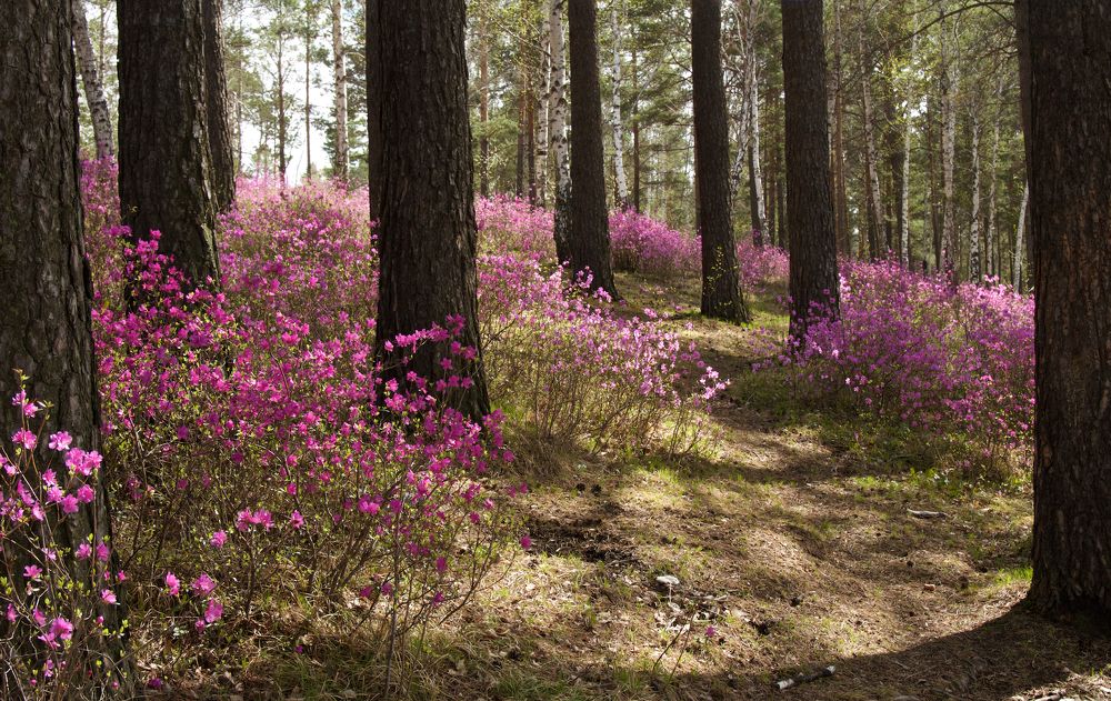 Photograph by Алёна Гильмуллина