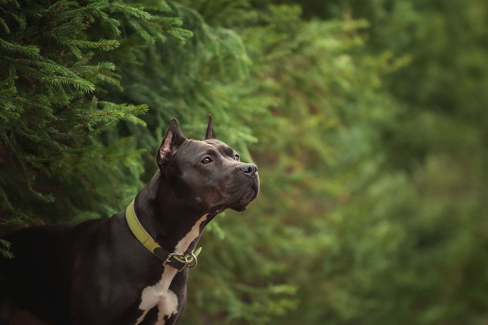 Photograph by Photo Lesnoe