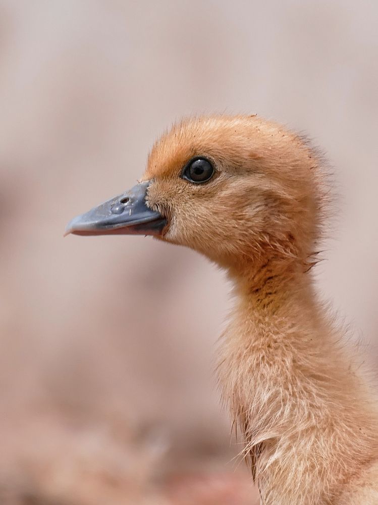 Photograph by med rakii