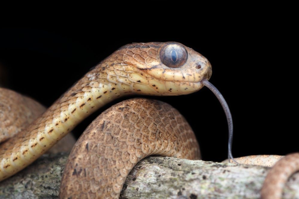 Фотография автора Y.P Agung