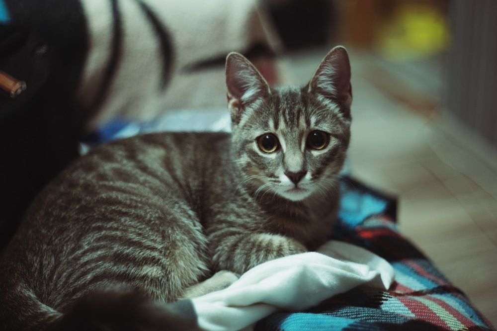 Photograph by Дмитрий Стадницкий