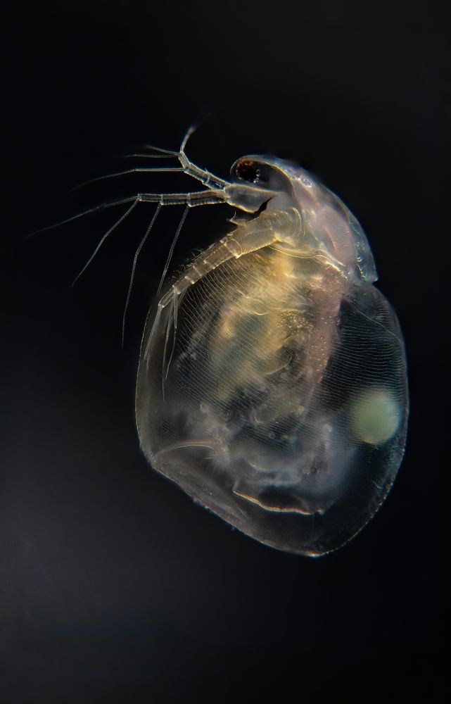 Water flea