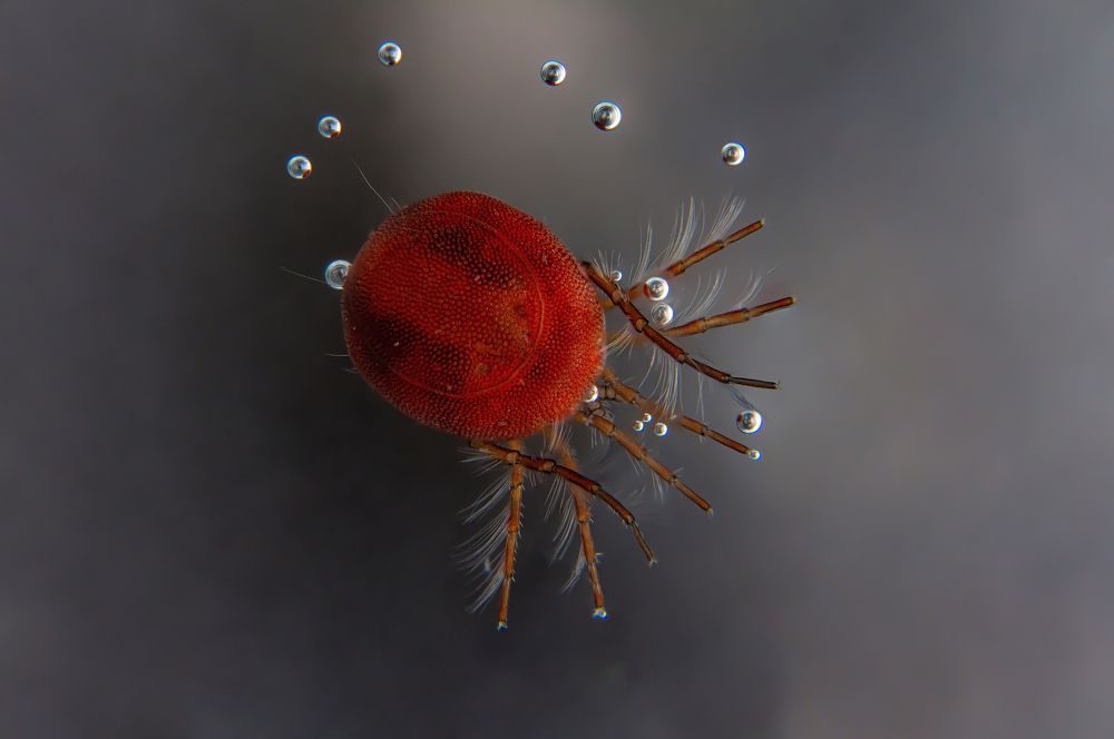 Water mite