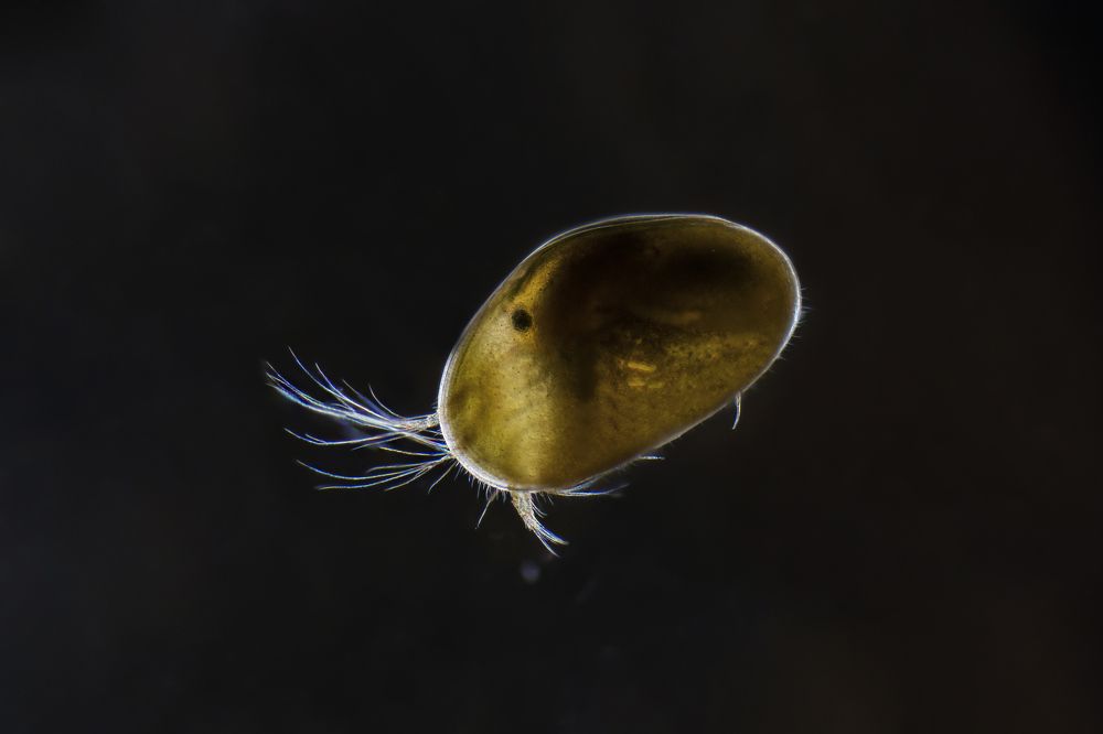 Ostracod