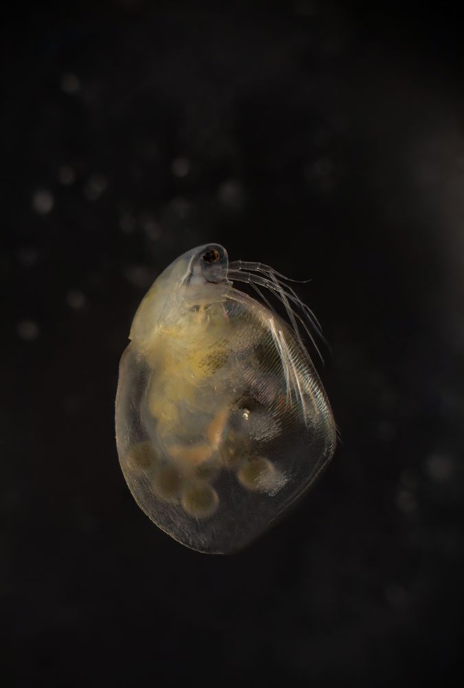 Water flea