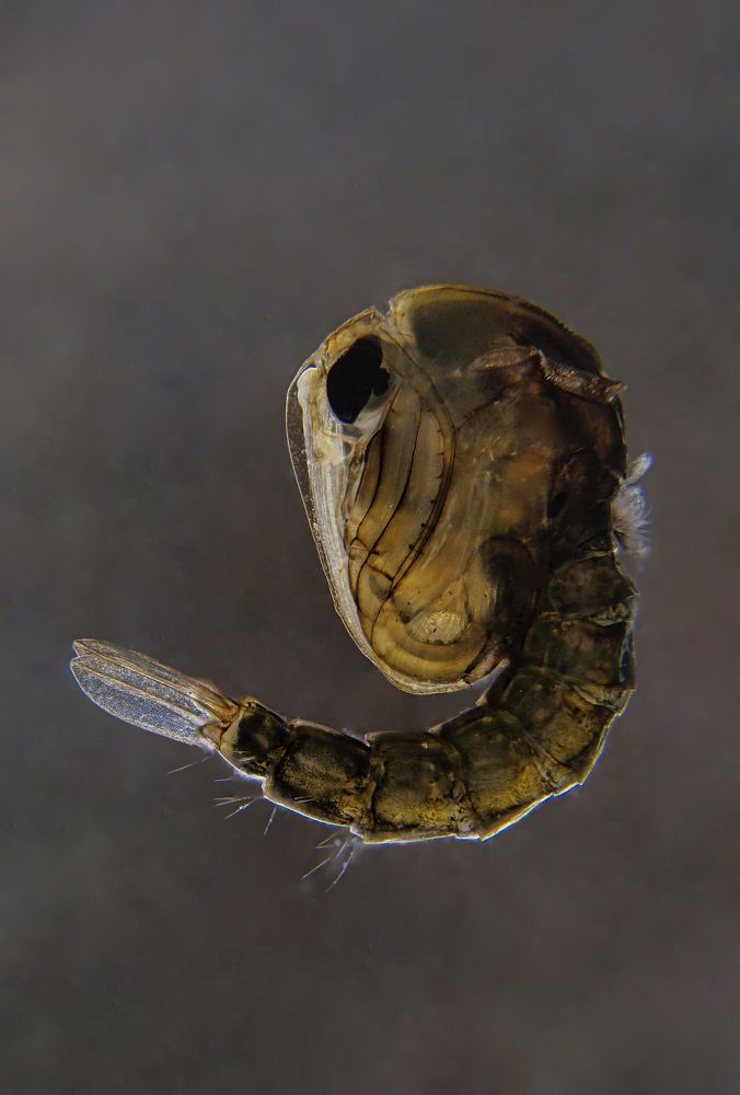 Mosquito pupa