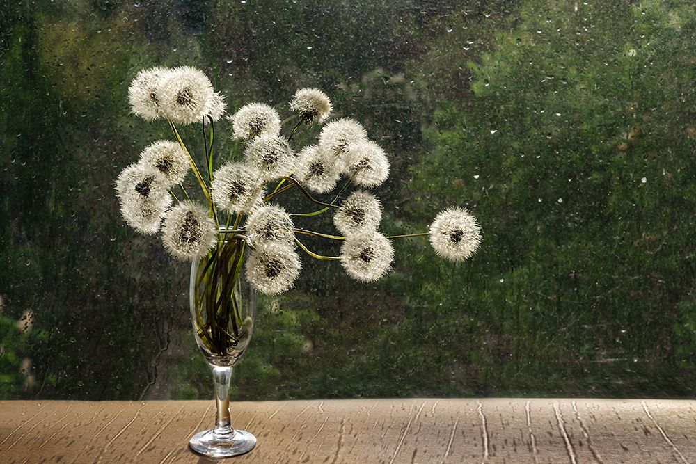 Одуванчики