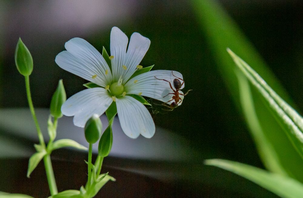 Photograph by Ирина Крепак