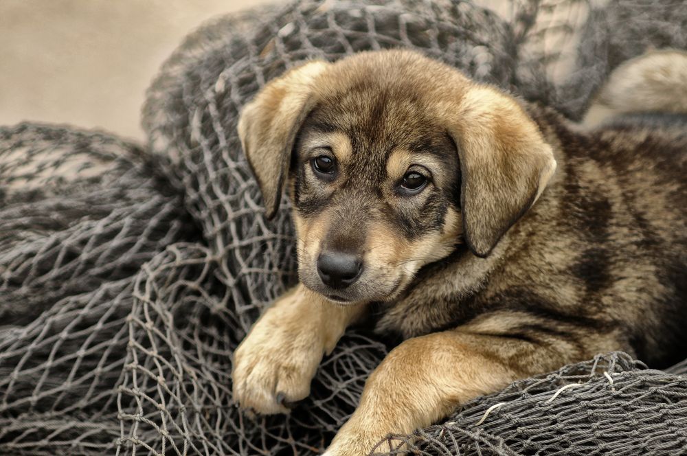 Photograph by Muzaffer Sütlüoğlu