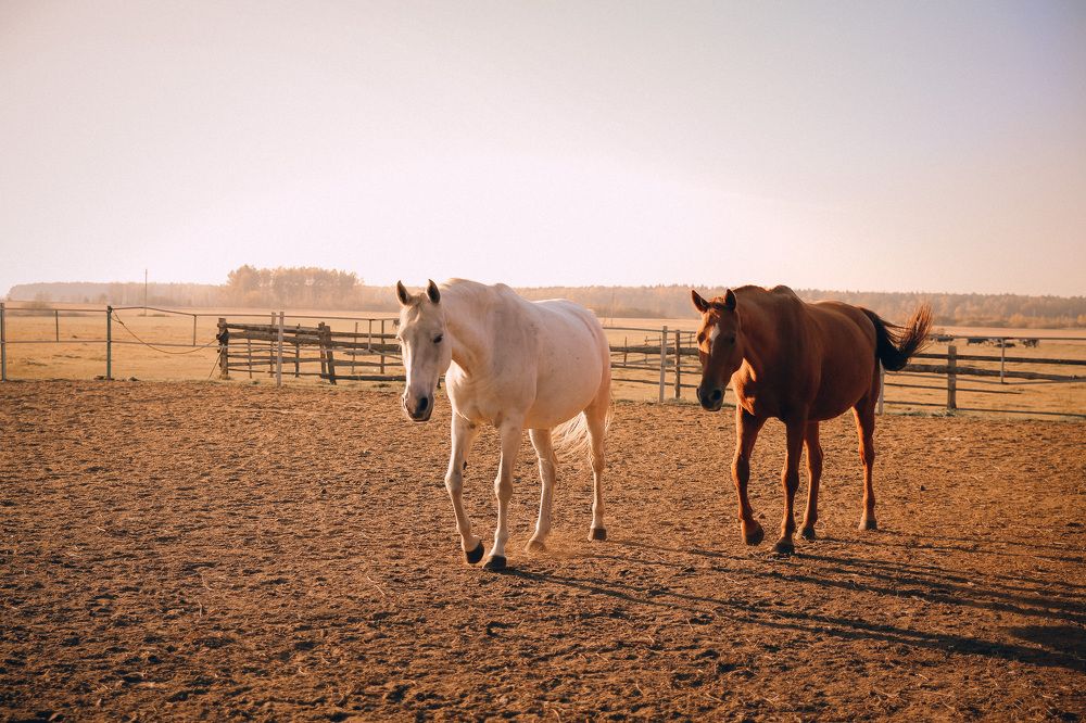 Фотография автора Алеся Лущик