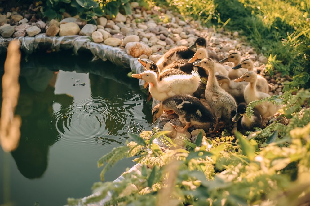 Фотография автора Алеся Лущик