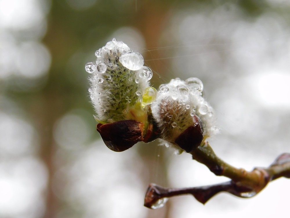 Photograph by Чкареули Светлана