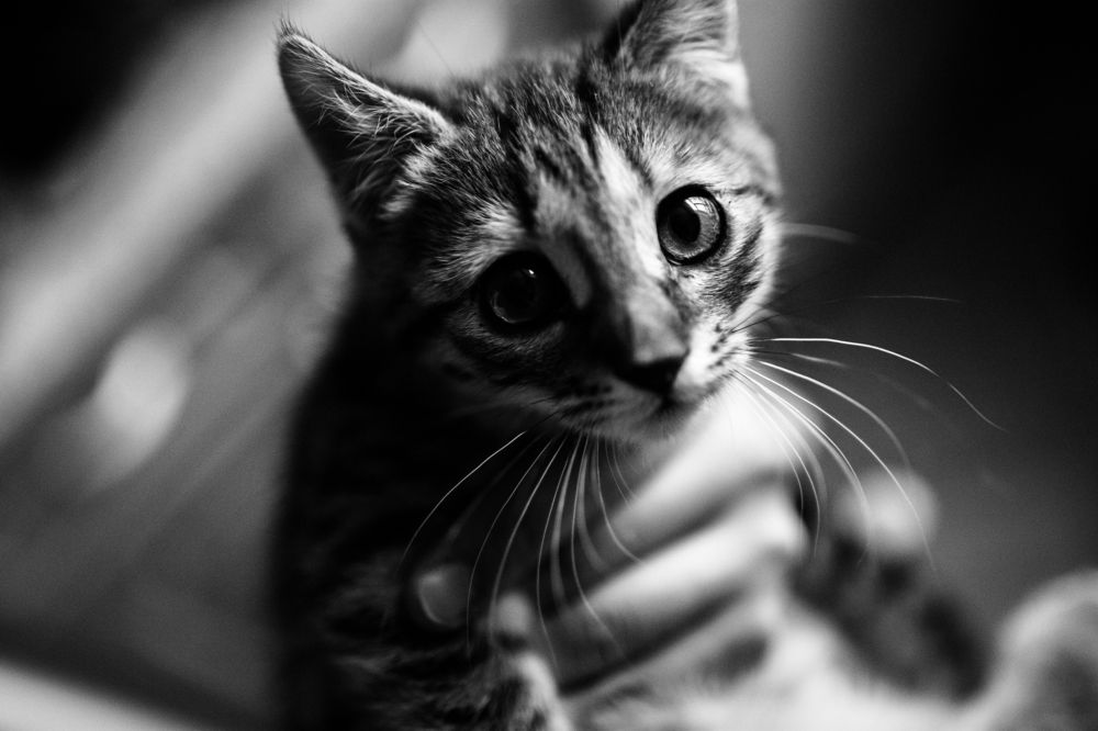 Photograph by Евгений Корниенко