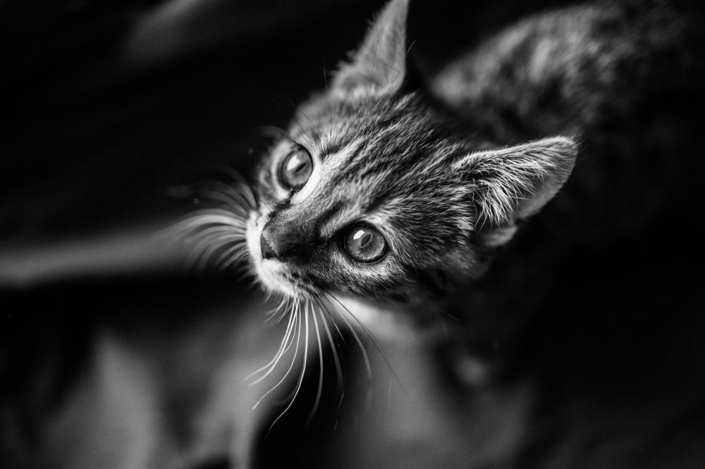 Photograph by Евгений Корниенко