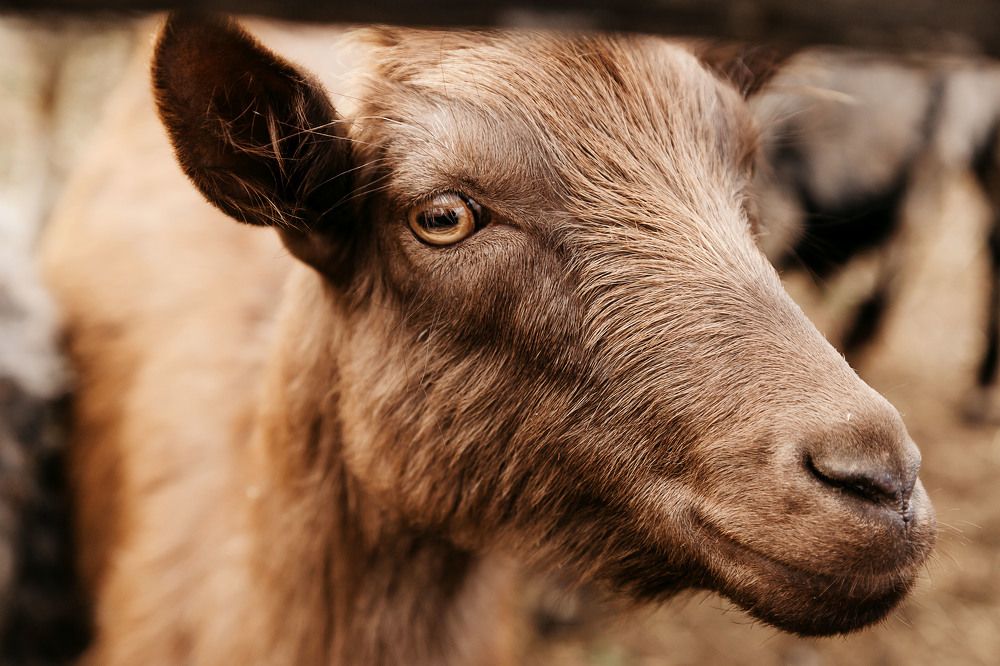 Фотография автора Анастасия Яковлева