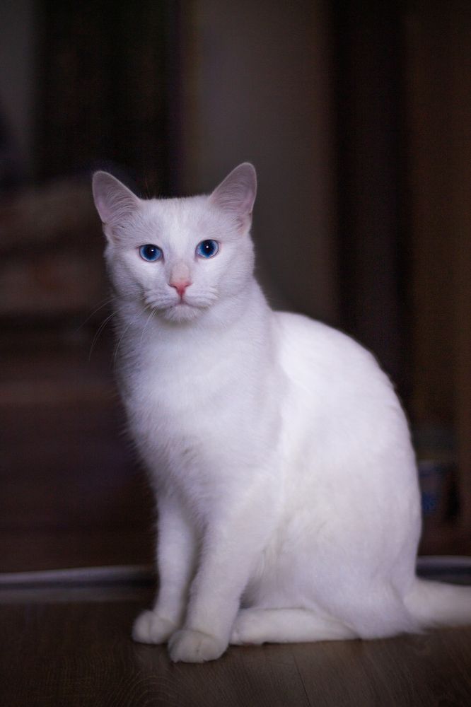 Белый кот Маркиз