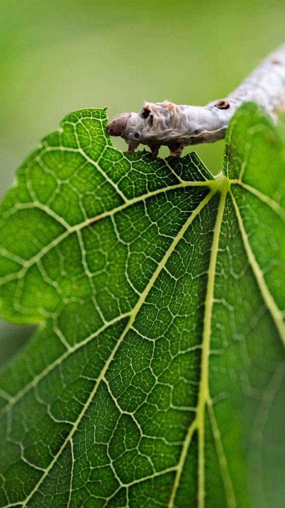 The hungry silkworm