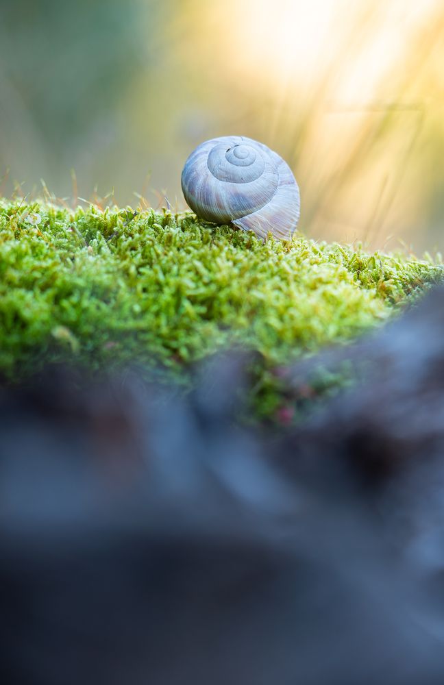 The frightful snail