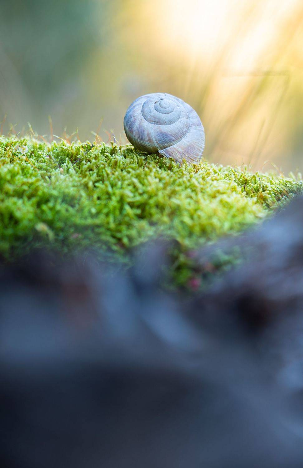 The frightful snail