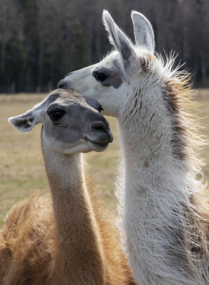 Photograph by Nadezda Sarap