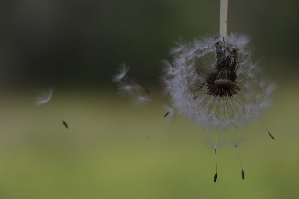 Spring Freeze Motion