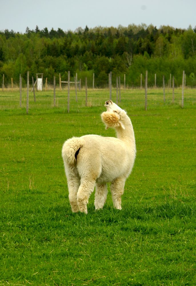 Photograph by Nadezda Sarap