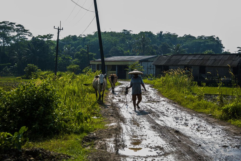 Leading cows on the village road