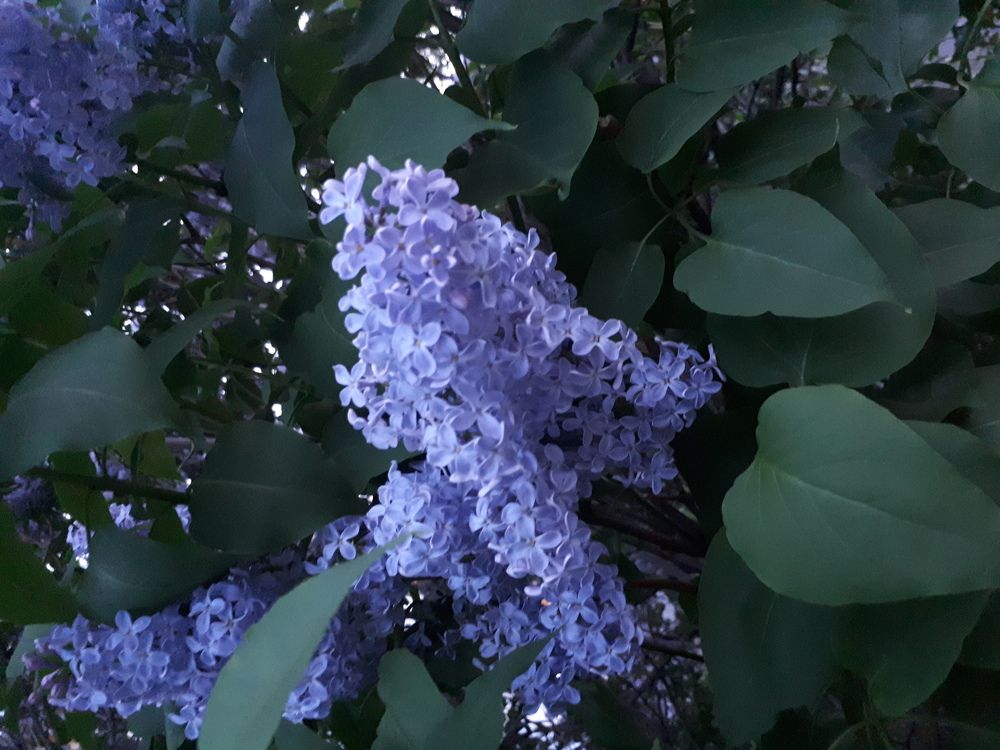 Photograph by Саманта Начкебия